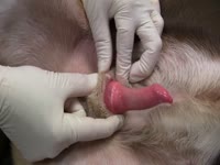 Dog dick got masturbated by horny slut